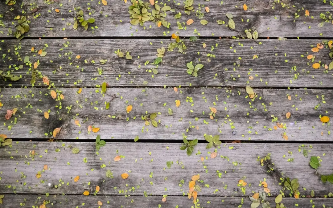 Cedar Deck Construction